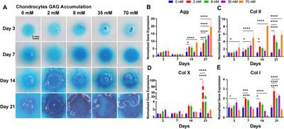 Galactose Enhances Chondrogenic Differentiation of ATDC5 and Cartilage Matrix Formation by Chondrocytes